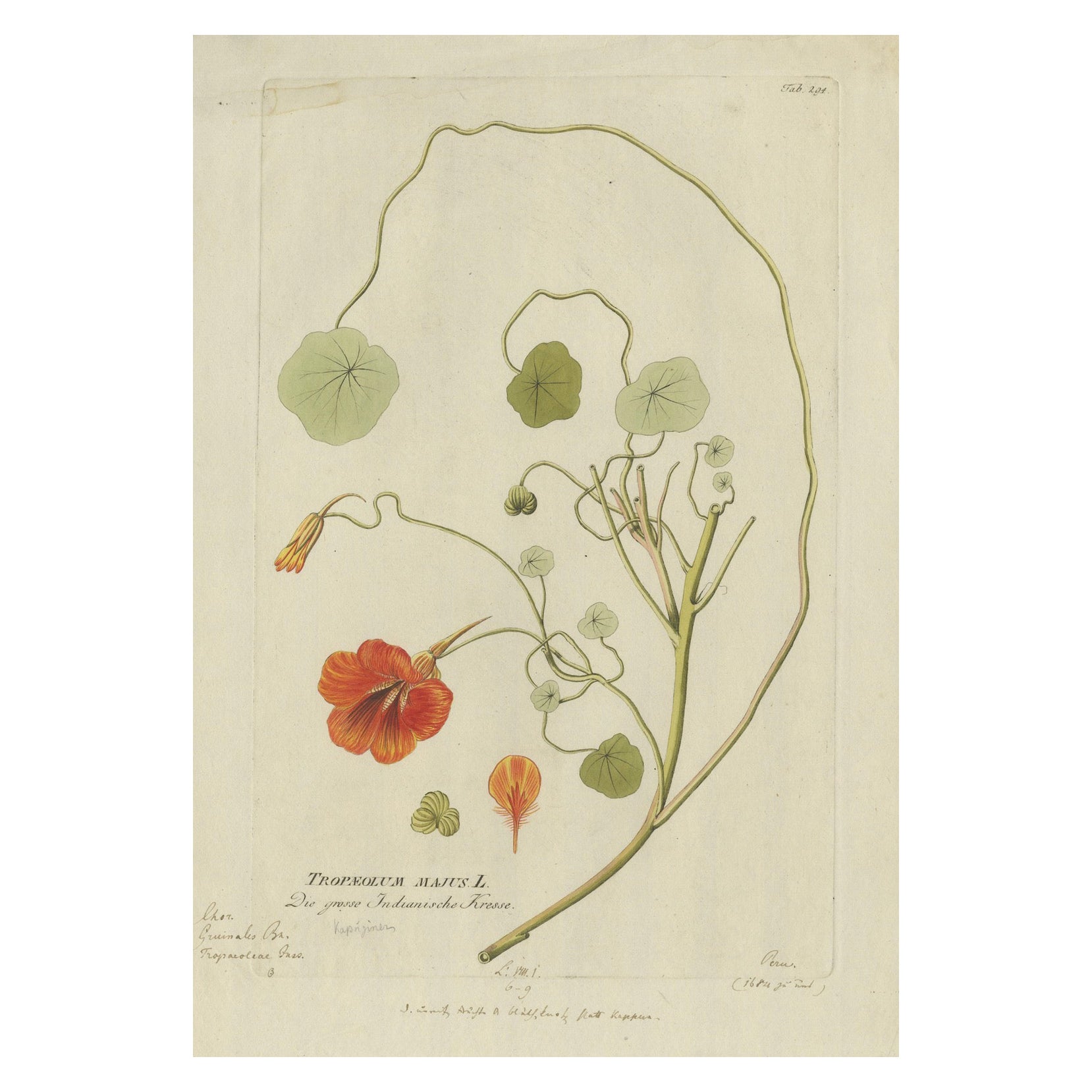 Vibrante grabado de berro de la India - Icones Plantarum Medicinalium, 1788