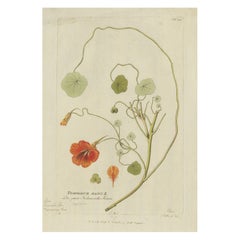 Vibrante grabado de berro de la India - Icones Plantarum Medicinalium, 1788