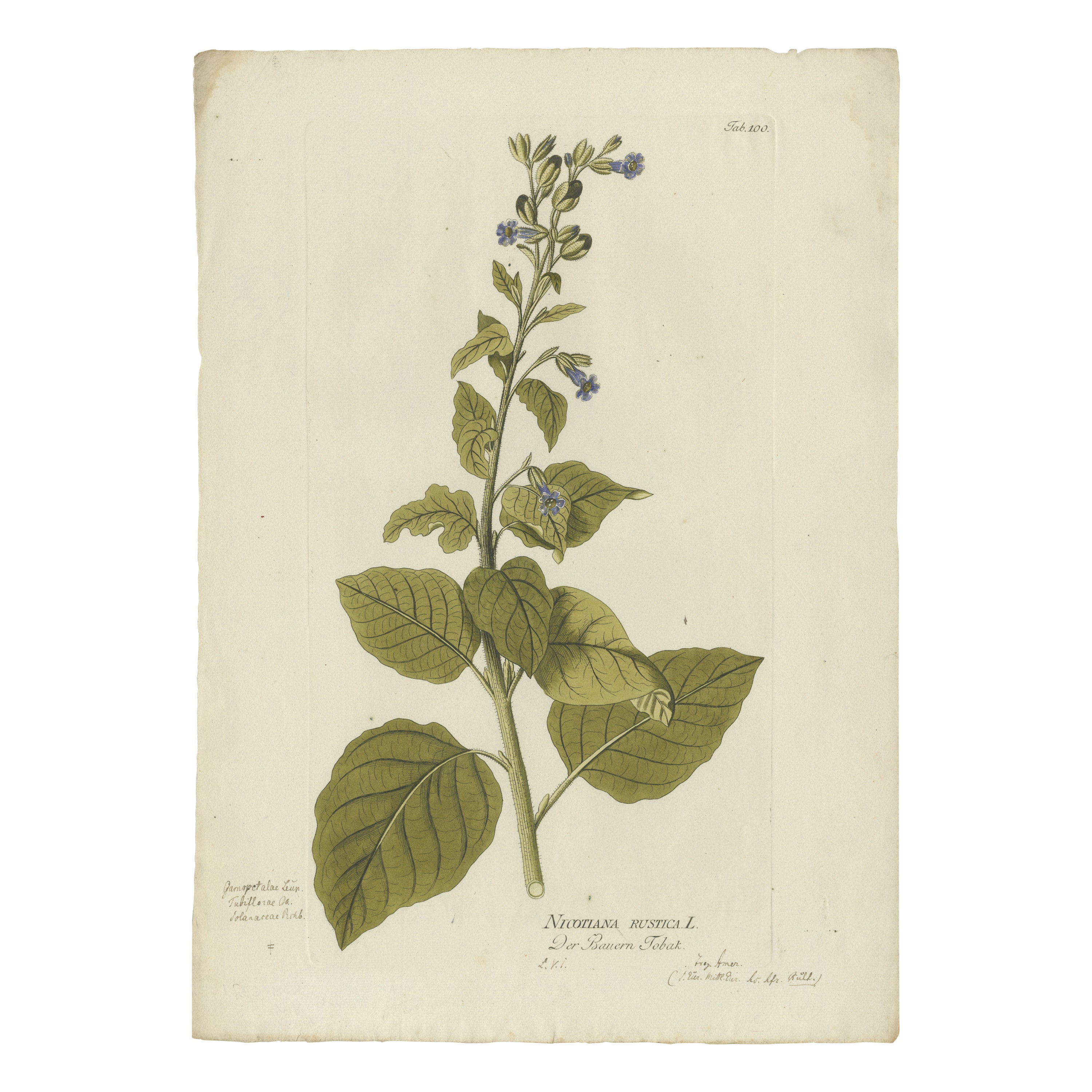 Grabado Botánico Nicotiana Rustica - Icones Plantarum Medicinalium, 1788 en venta