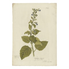 Nicotiana Rustica Botanical Engraving - Icones Plantarum Medicinalium, 1788