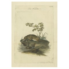 La captura de la nutria: Una obra maestra del grabado de Johann Daniel Meyer, hacia 1750