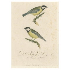 Nature's Pair: The Artistic Depiction of Great Tits, in a 18th Century Engraving