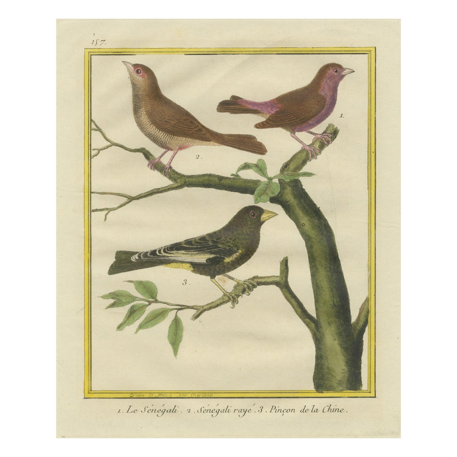 Oiseaux exotiques du monde : une étude de 1765-1780 de Martinet et Buffon