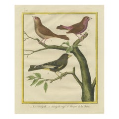 Oiseaux exotiques du monde : une étude de 1765-1780 de Martinet et Buffon