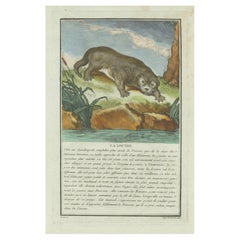 The Industrious Otter: A Natural History Illustration from the 18th Century