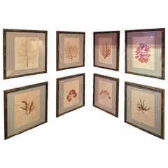 Late 19C Framed and Pressed French Alguier (Herbier) "Pressed Seaweed" Specimens