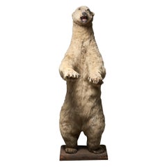 Taxidermy Polar Bear - Life-Size