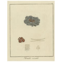 Handkolorierte Gravur von Schildlichen, Parmelia saxatilis, von F. Guimpel, 1819