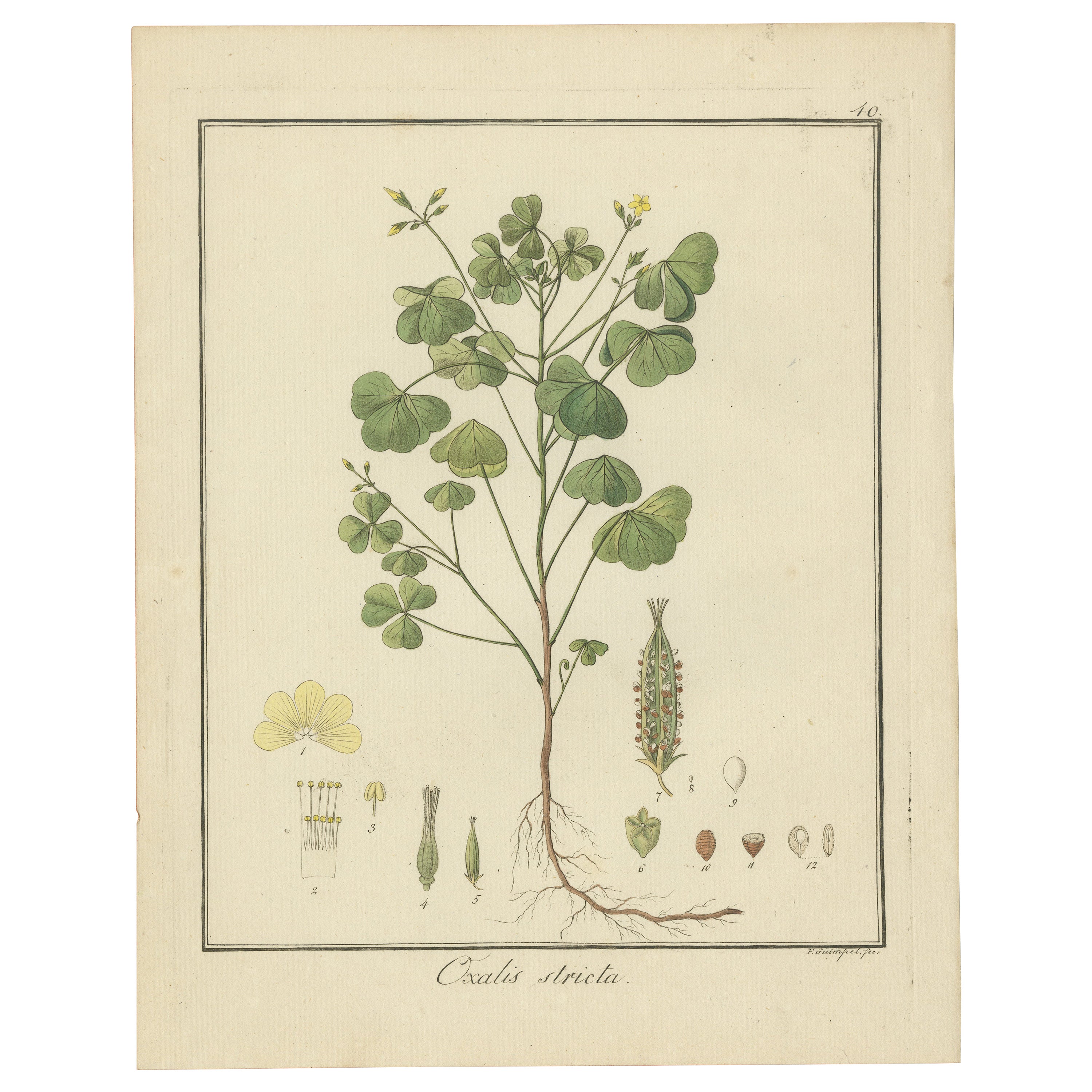 Handkolorierte Gravur eines gelben Holzsorrels, Oxalis stricta, von Guimpel, 1819