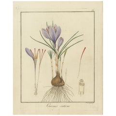 Hand-Colored Engraving of Saffron Crocus, Crocus sativus, by F. Guimpel, 1819