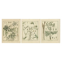 Gravur von Fool's Parsley, Red Campion und Field Eryngo, veröffentlicht 1819