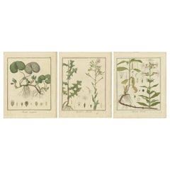 Gravur von europäischem Wildinger, Prickly Lettuce und Common Soapwort, 1819