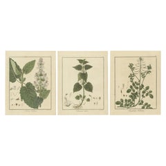 Grabados de salvia sclarea, ortiga blanca y berro, publicados en 1819
