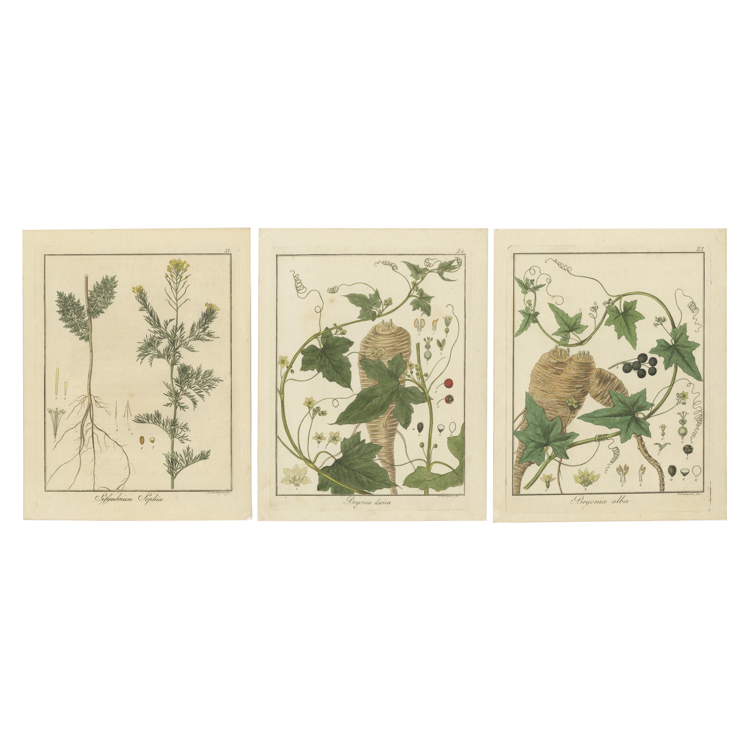 Grabados de flixweed, briony roja y briony blanca, publicados en 1819