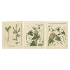 Grabados de flixweed, briony roja y briony blanca, publicados en 1819