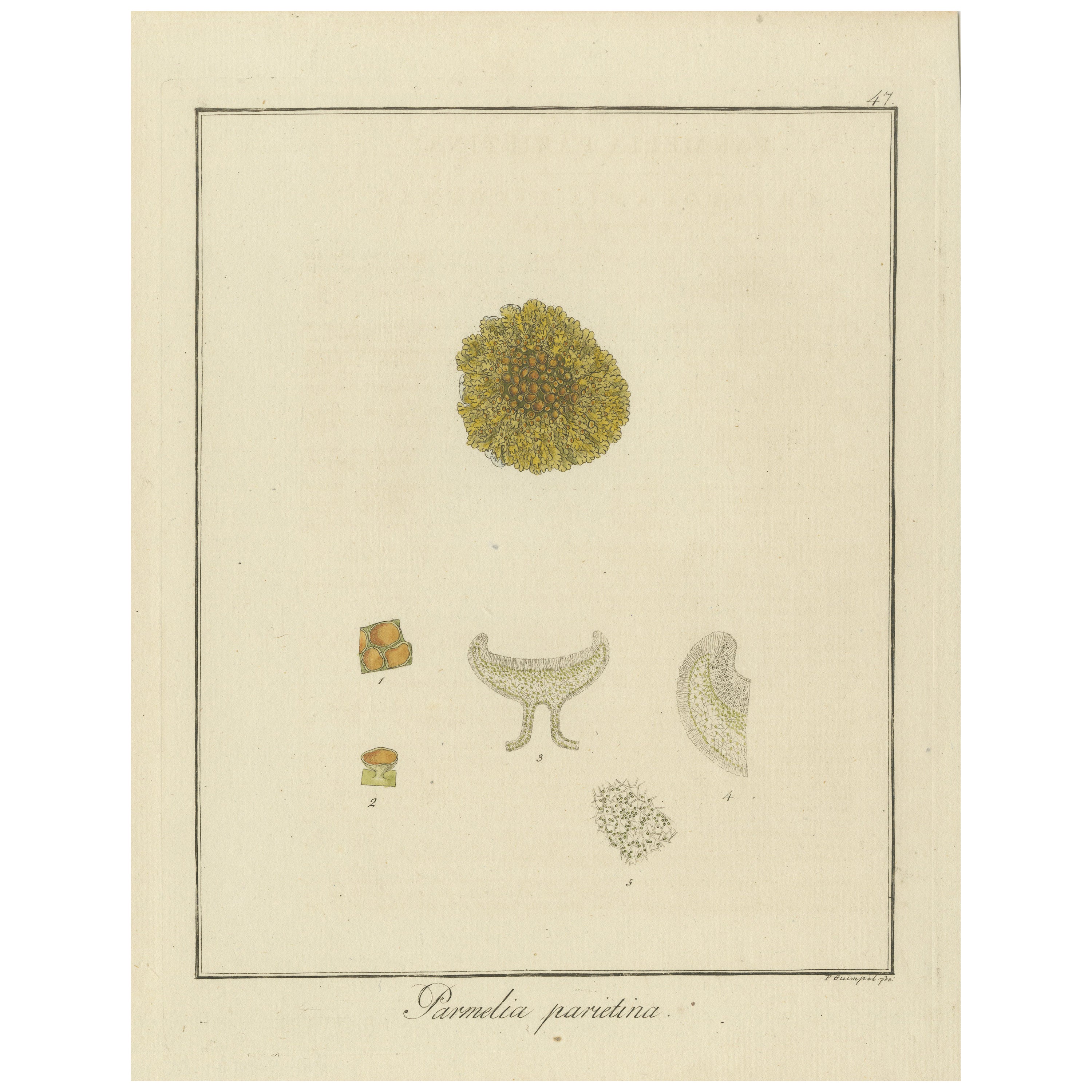 Grabado del liquen naranja común, Parmelia parietina, publicado en 1819