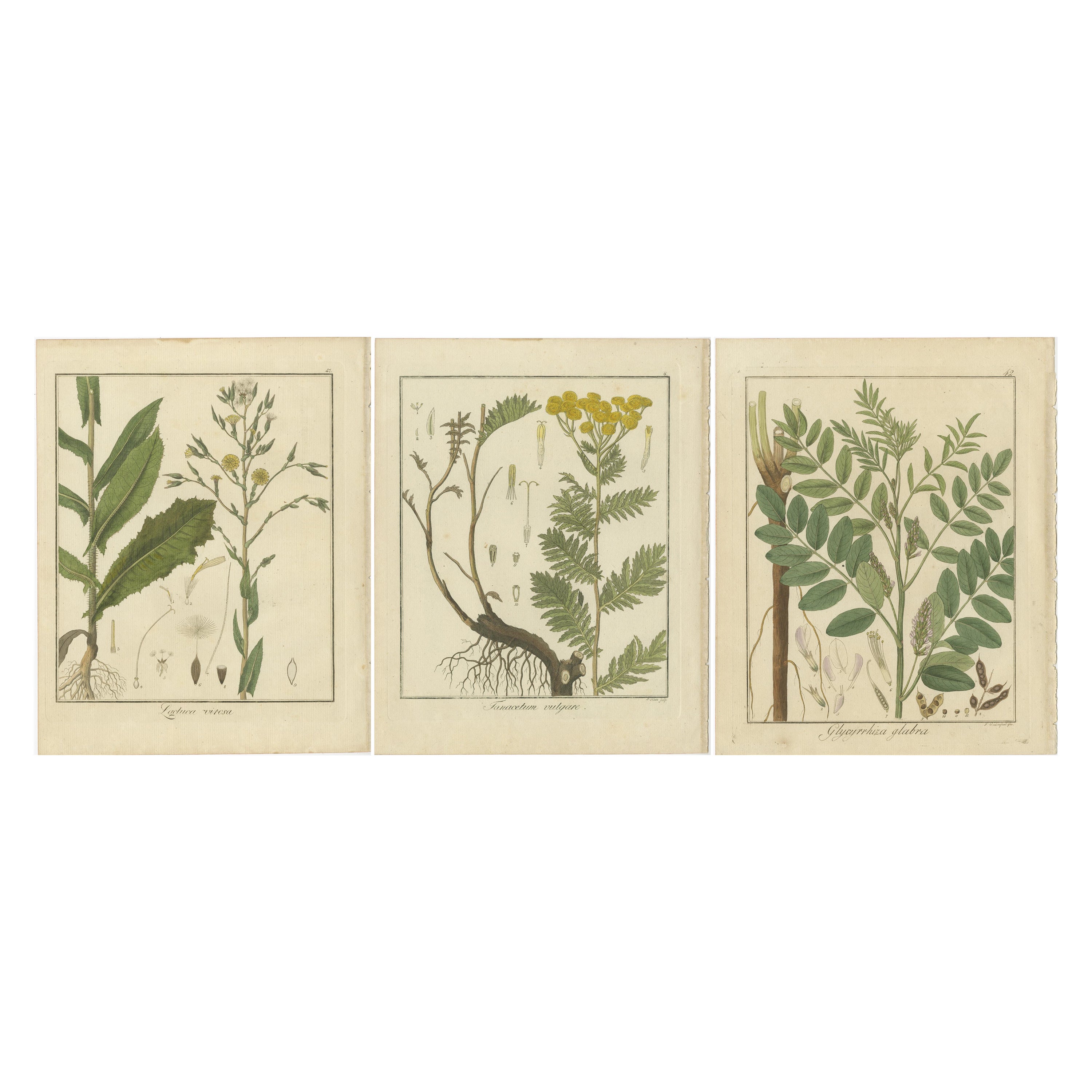 Wild Lettuce, Tansy und Licorice: botanische Illustrationen aus 1819