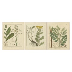 Lattuga selvatica, tansia e liquirizia: Illustrazioni botaniche del 1819