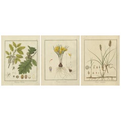 English Oak, Cloth of Gold Crocus, and Sand Sedge: Botanical Illustrations 1819