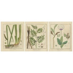 Drapeau Sweet, Russian Licorice, and Opium Poppy : Illustrations botaniques 1819