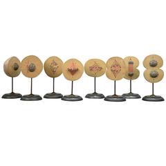 1960s Complete Set of Mitosis / Cell Division Models 9