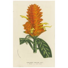 botanische Lithographie von Aphelandra Porteana von Louis van Houtte aus dem 19. Jahrhundert