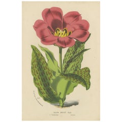 Greig's Tulip Botanical Illustration by Louis van Houtte, 19th Century