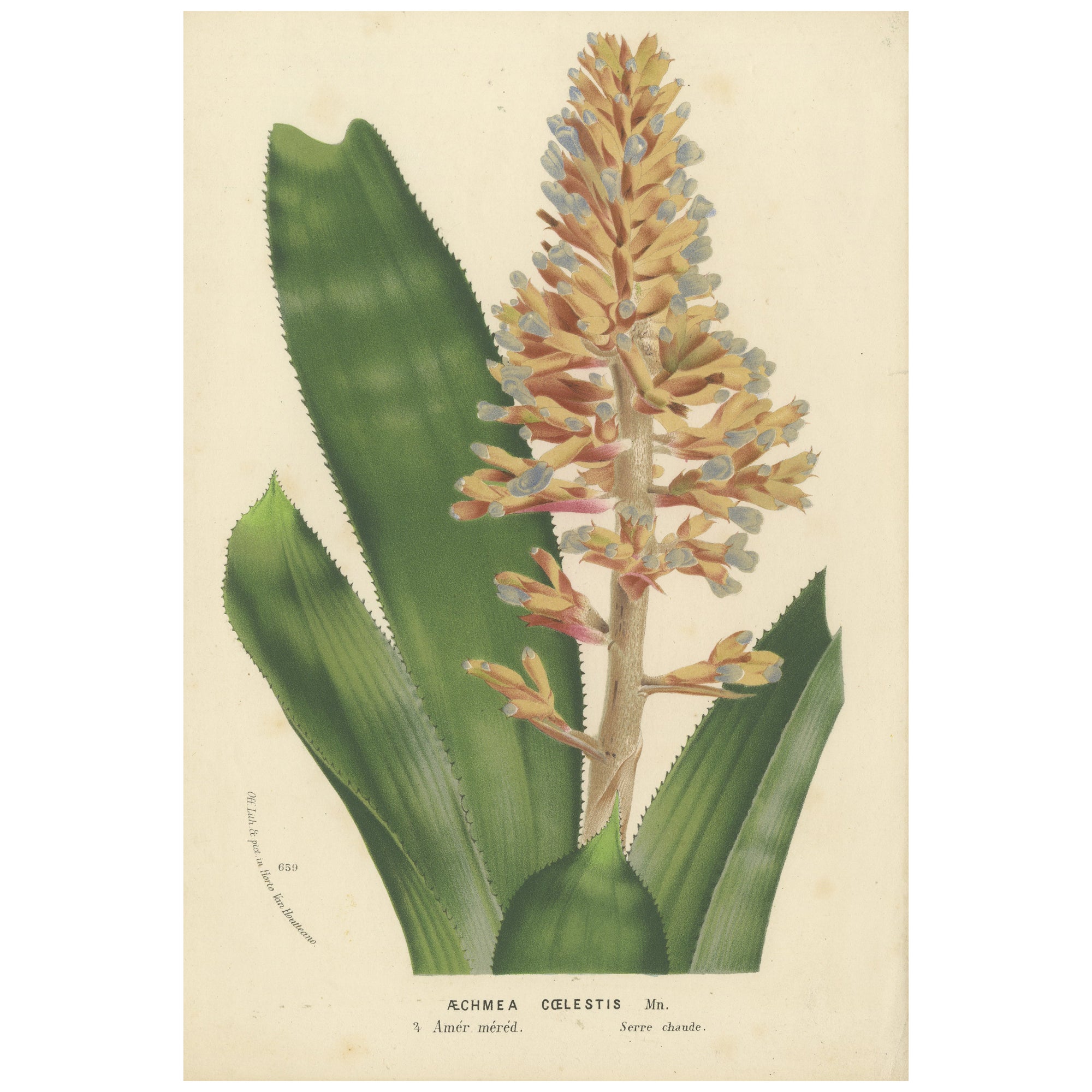 Blue-Flowered Aechmea Botanical Illustration by Louis van Houtte, 19th Century