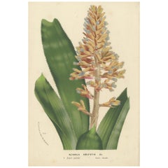 Blue-Flowered Aechmea Botanical Illustration by Louis van Houtte, 19th Century
