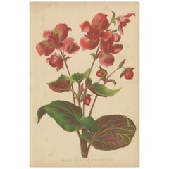 Illustration botanique de Begonia par Louis van Houtte, 19e siècle