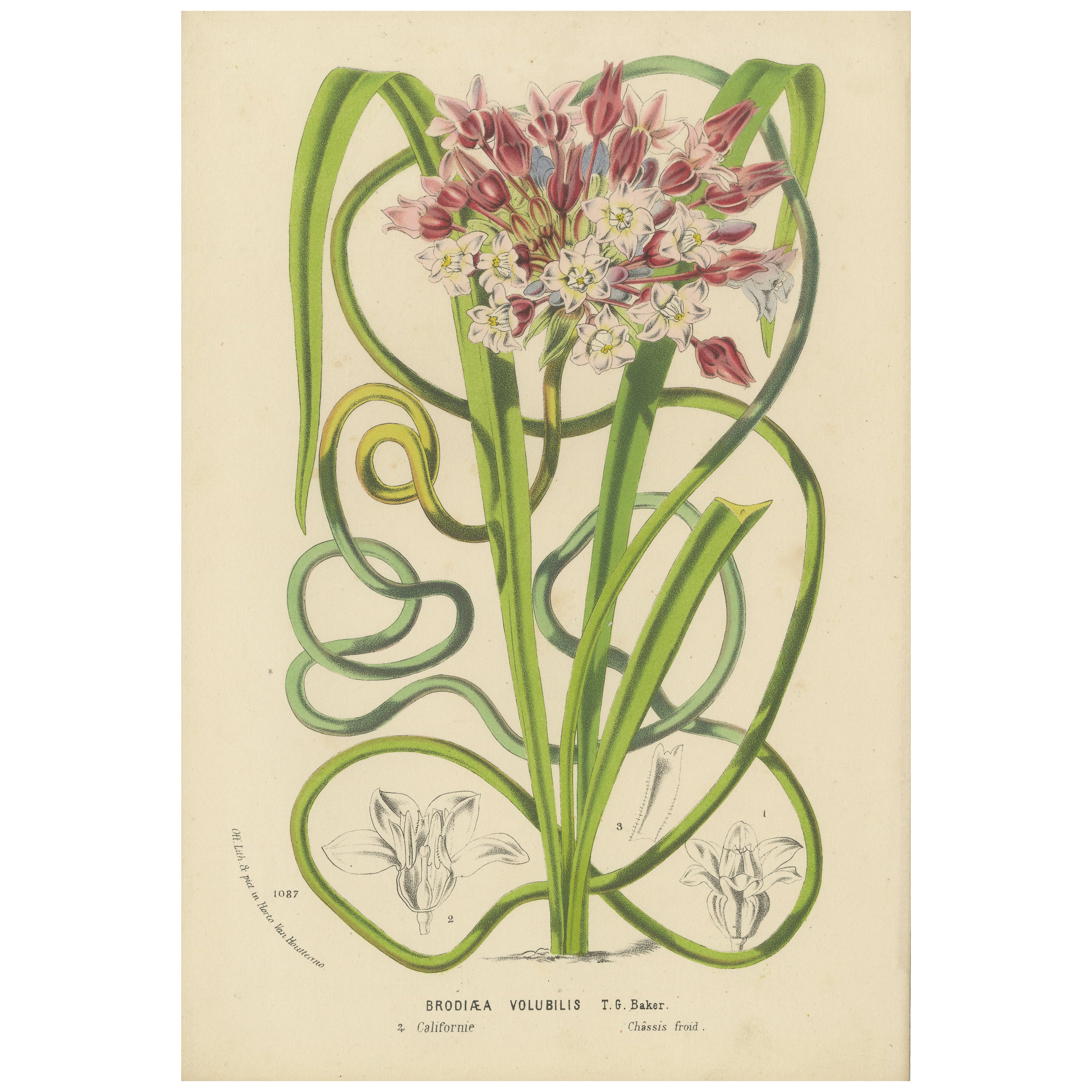 Twining Brodiaea Botanical Illustration de Louis van Houtte, 19e siècle