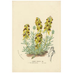 Toadflax 'Linaria Tristis' Botanical Illustration by Louis van Houtte, c.1850