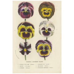Antique Large-Flowered Pansies Botanical Illustration by Louis van Houtte, 19th Century