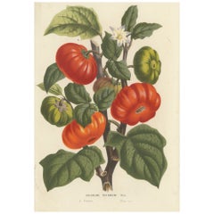 Illustration botanique du Texas Nightshade par Louis van Houtte, 19e siècle