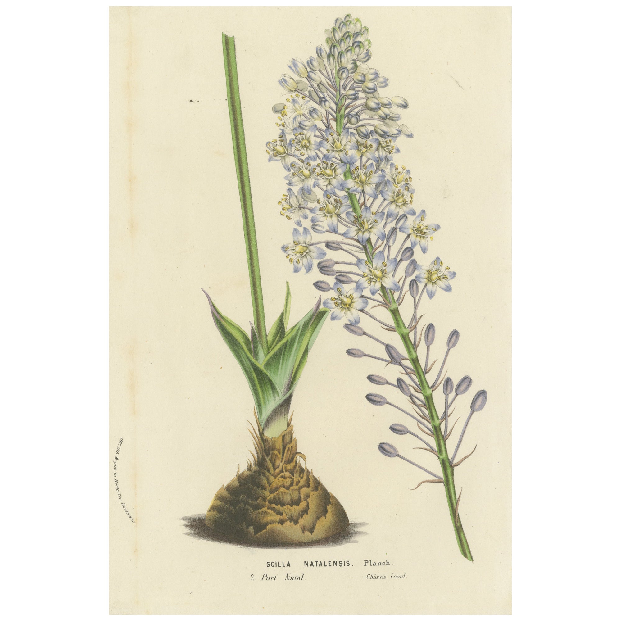 Illustration botanique Natal Squill de Louis van Houtte, 19e siècle