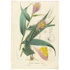 Illustration botanique Caravata de Louis van Houtte, 19e siècle