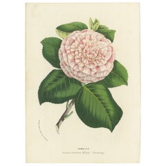 Camellia 'Princess Frederick William' Botanical Illustration by Louis van Houtte