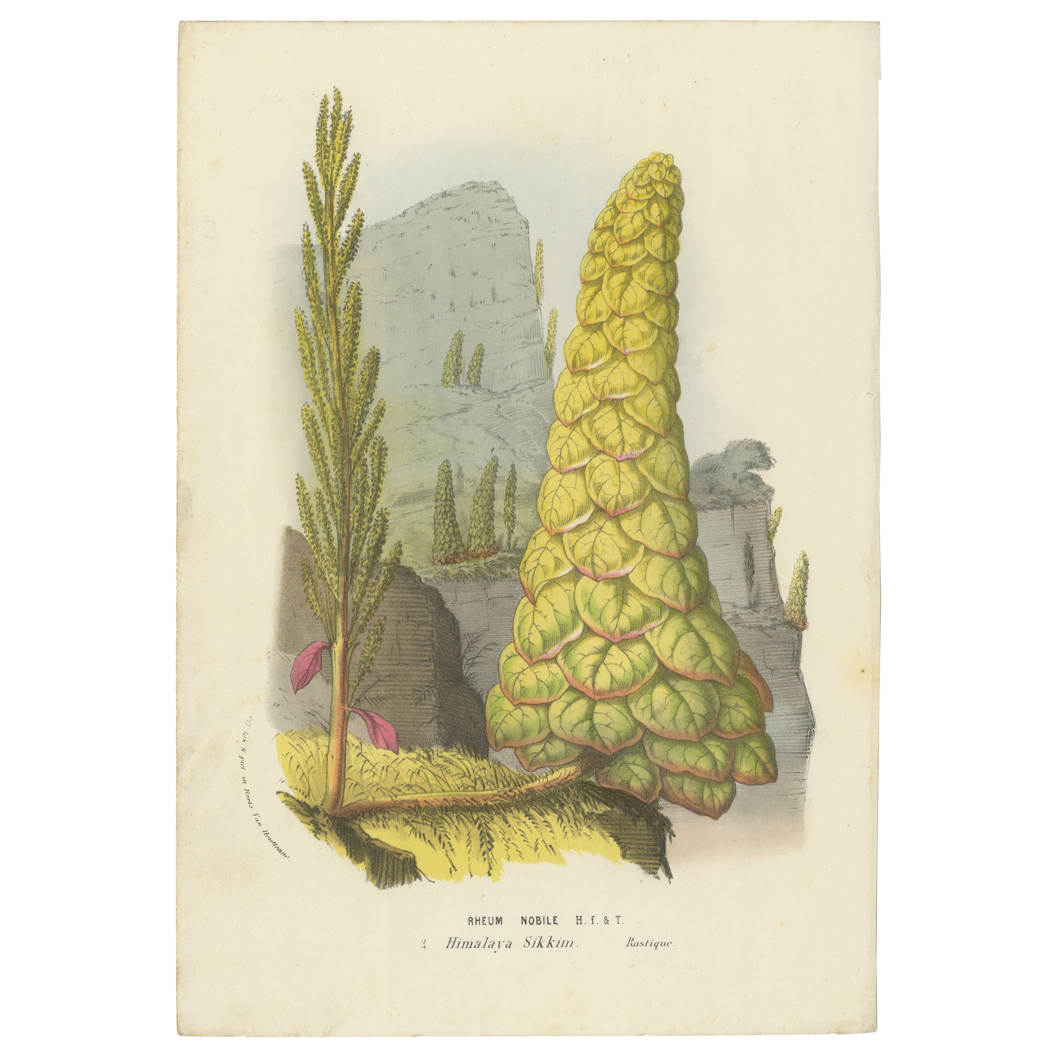 Illustration botanique Noble Rhubarb de Louis van Houtte, 19e siècle
