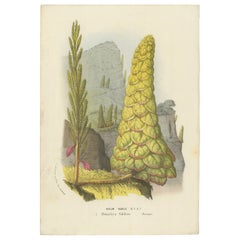 Illustration botanique Noble Rhubarb de Louis van Houtte, 19e siècle