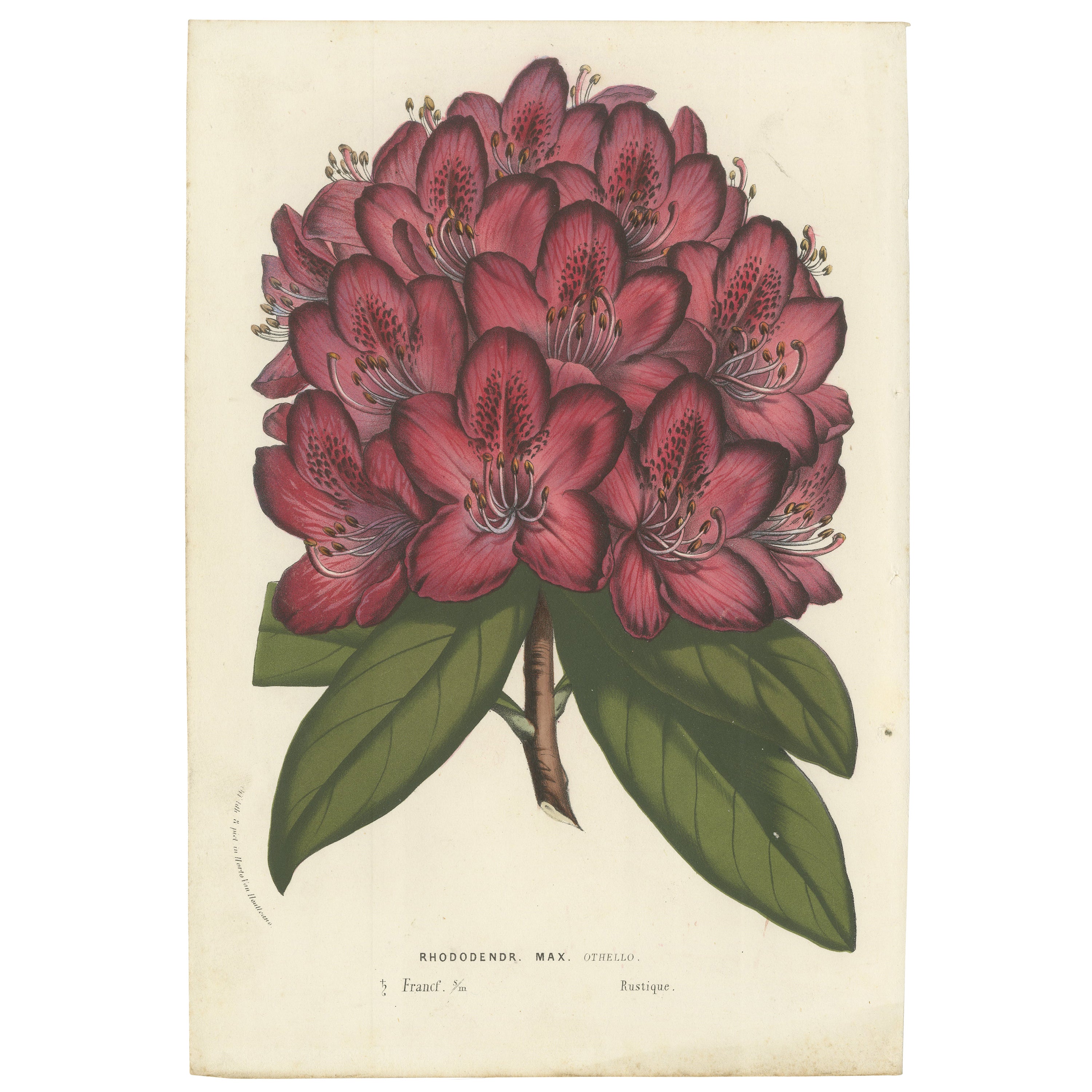 Othello Rhododendron Botanical Illustration by Louis van Houtte, 19th Century