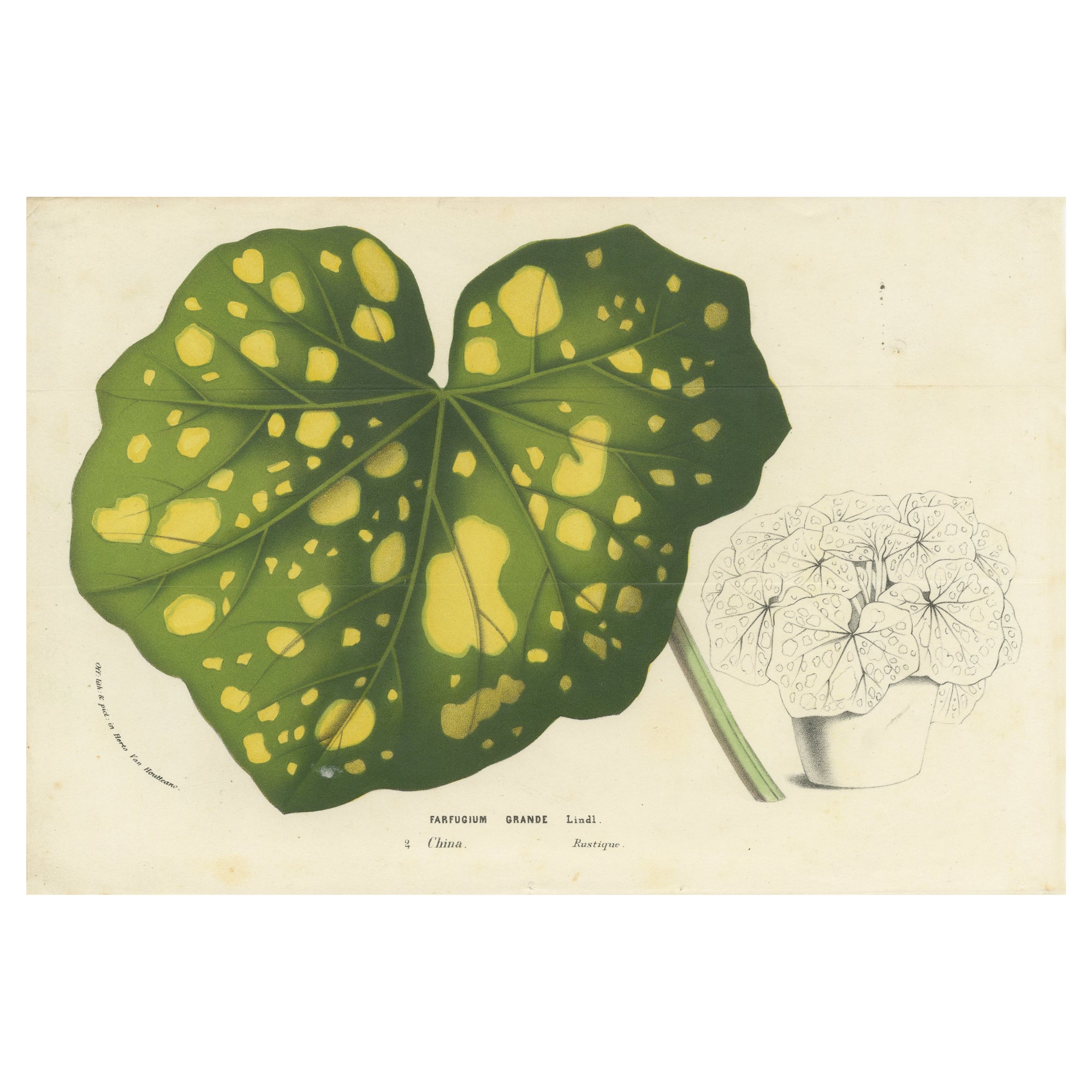 Botanical Illustration of Farfugium grande Leaf, 1854-1855 Lithograph Print