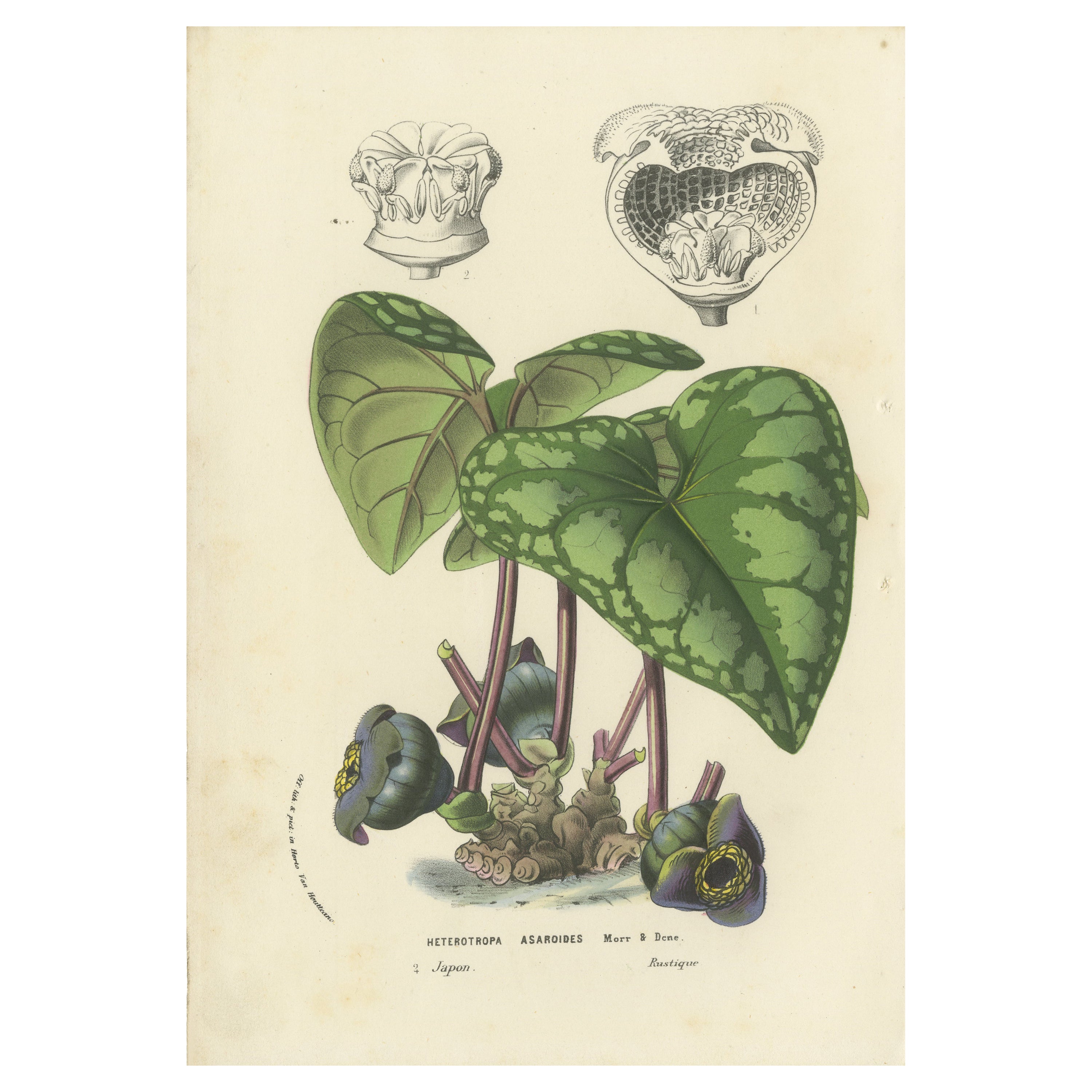Lithograph of Heterotropa Asaroides from 1854-1855 by Louis van Houtte
