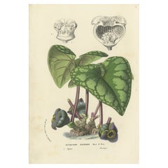 Lithograph of Heterotropa Asaroides from 1854-1855 by Louis van Houtte