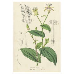 Lithograph of Tricyrtis Pilosa by Louis van Houtte from Flore des Serres, c.1855