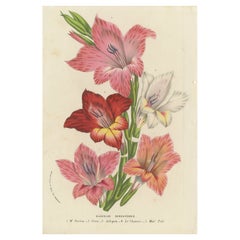 Vibrant Blooms of Sword Lily: Gladiolus Gandavensis Botanical Illustration, 1855