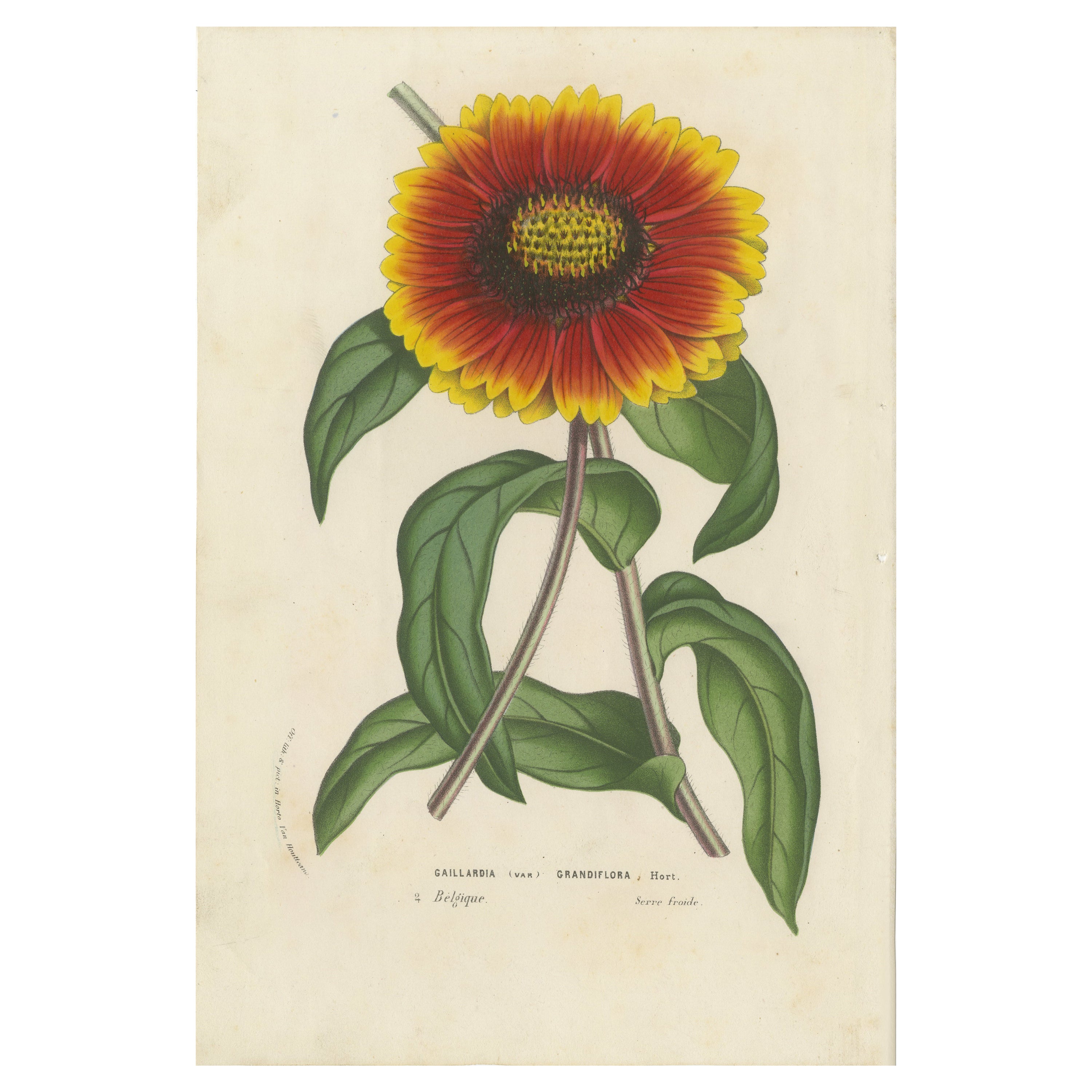 Botanical Illustration of Blanket Flower: Gaillardia Grandiflora, c.1855 For Sale