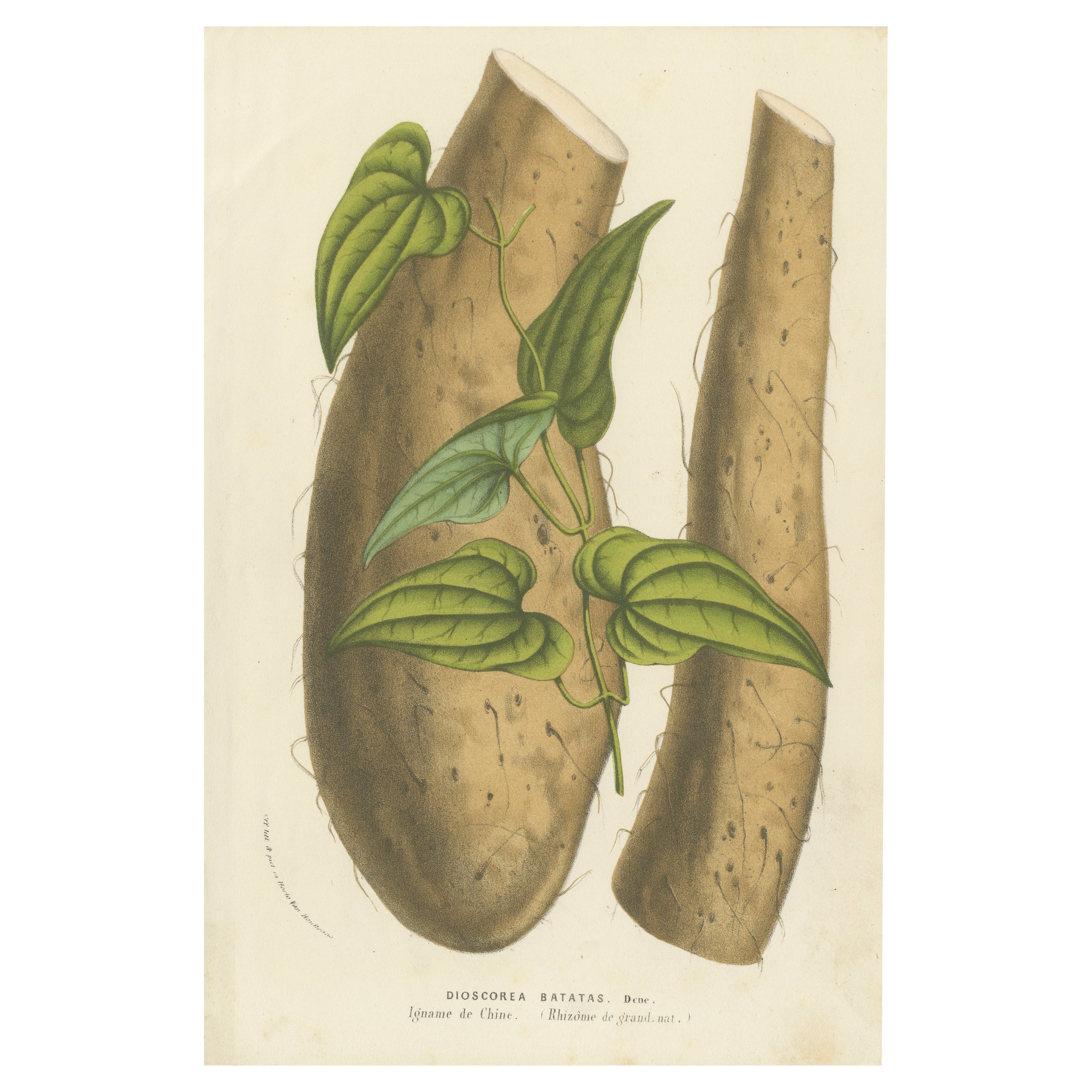 Botanical Illustration of Chinese Yam: Dioscorea Batatas, c.1855