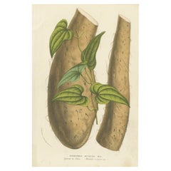 Botanical Illustration of Chinese Yam: Dioscorea Batatas, c.1855