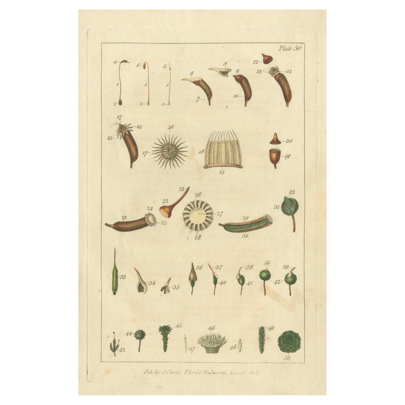 Botanical Study of Various Plant Structures in an Original Engraving,  1803