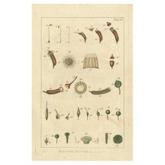botanische Studie verschiedener Pflanzenstrukturen in einer Originalgravur,  1803